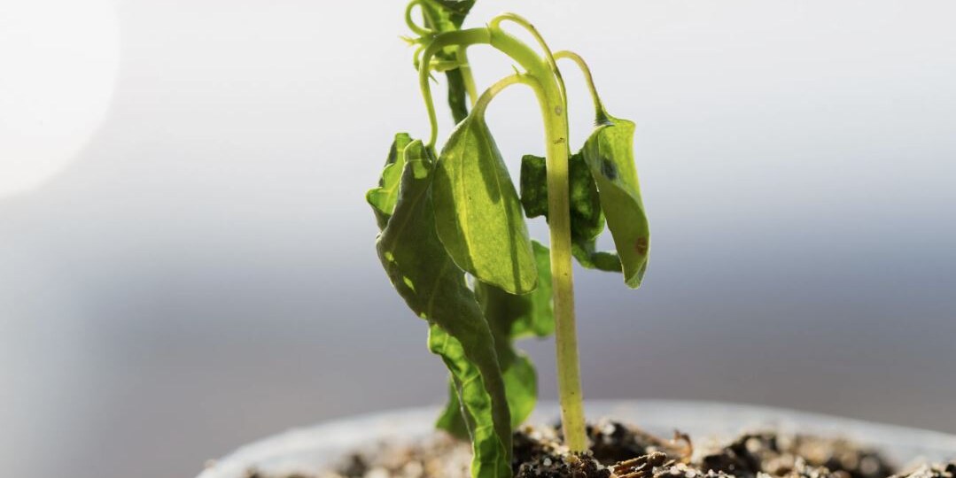 Как определить, что растению не хватает воды: 10 главных признаков