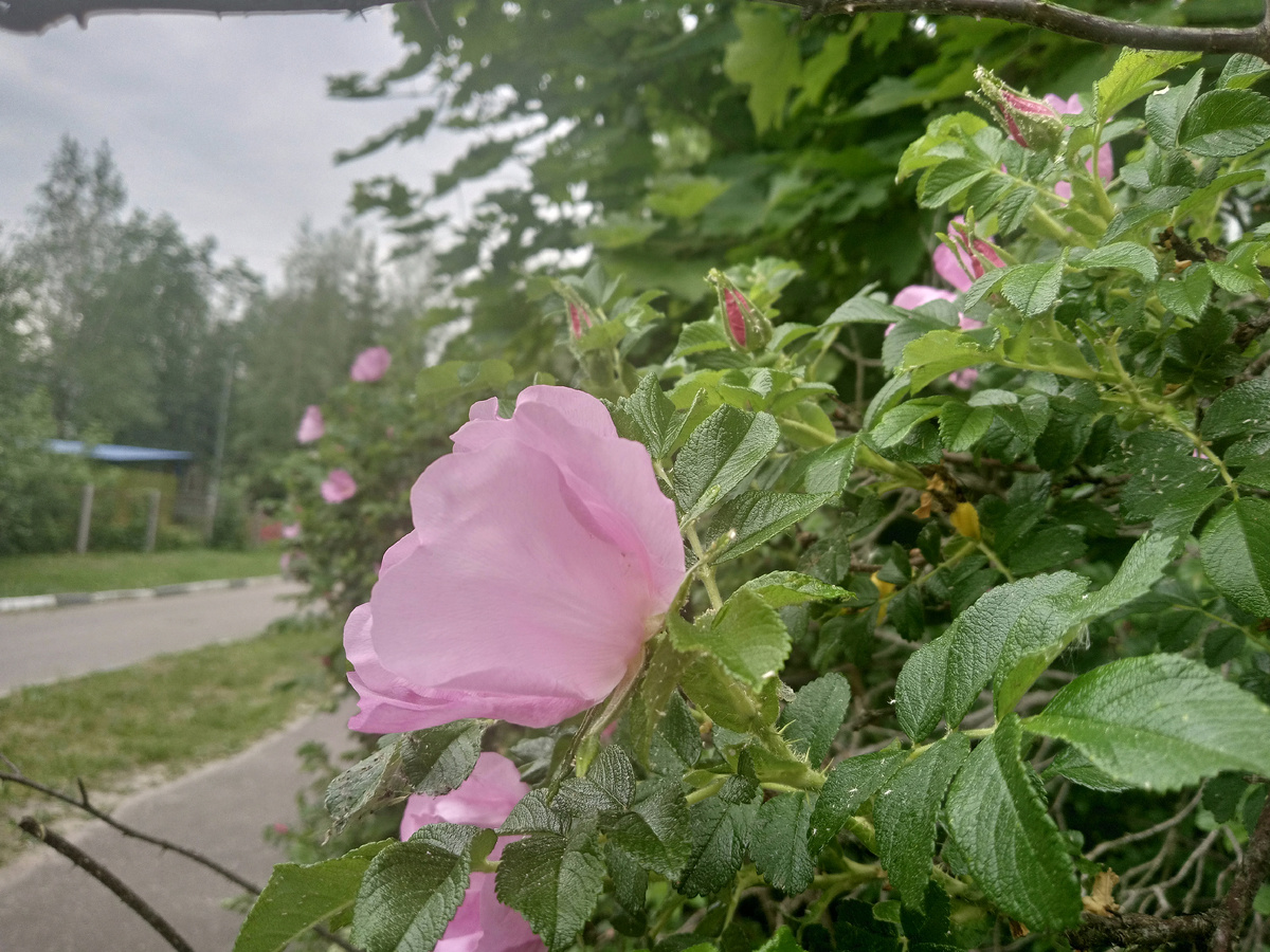 Шиповник зцвел в поселке.