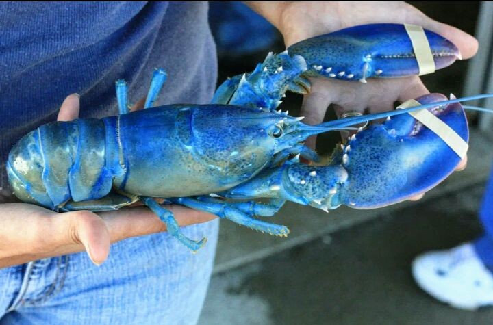 Фото взято из открытых источников. Лобстер крашенный.