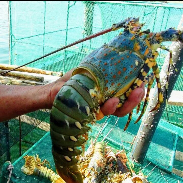 Фото взято из открытых источников. Лобстер прямо из океана.