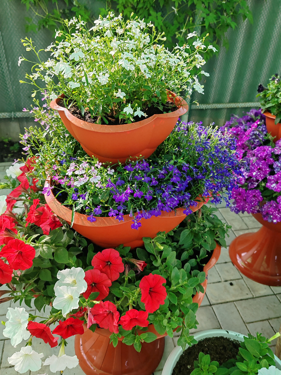 Ампельная лобелия и ампельная петуния.