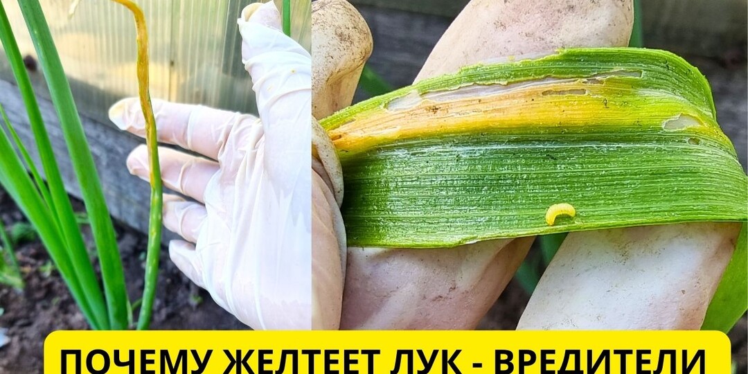 Лук желтеет - в чём причина и как спасти урожай 🧅🧅🧅