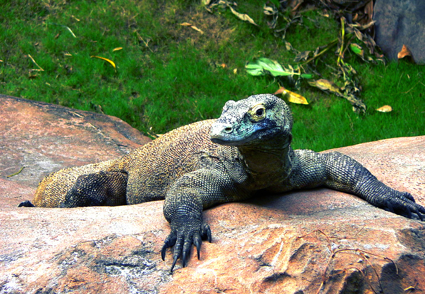 Комодский варан. Исходное фото найдено на wikimedia.org. Его автор - Raul654.