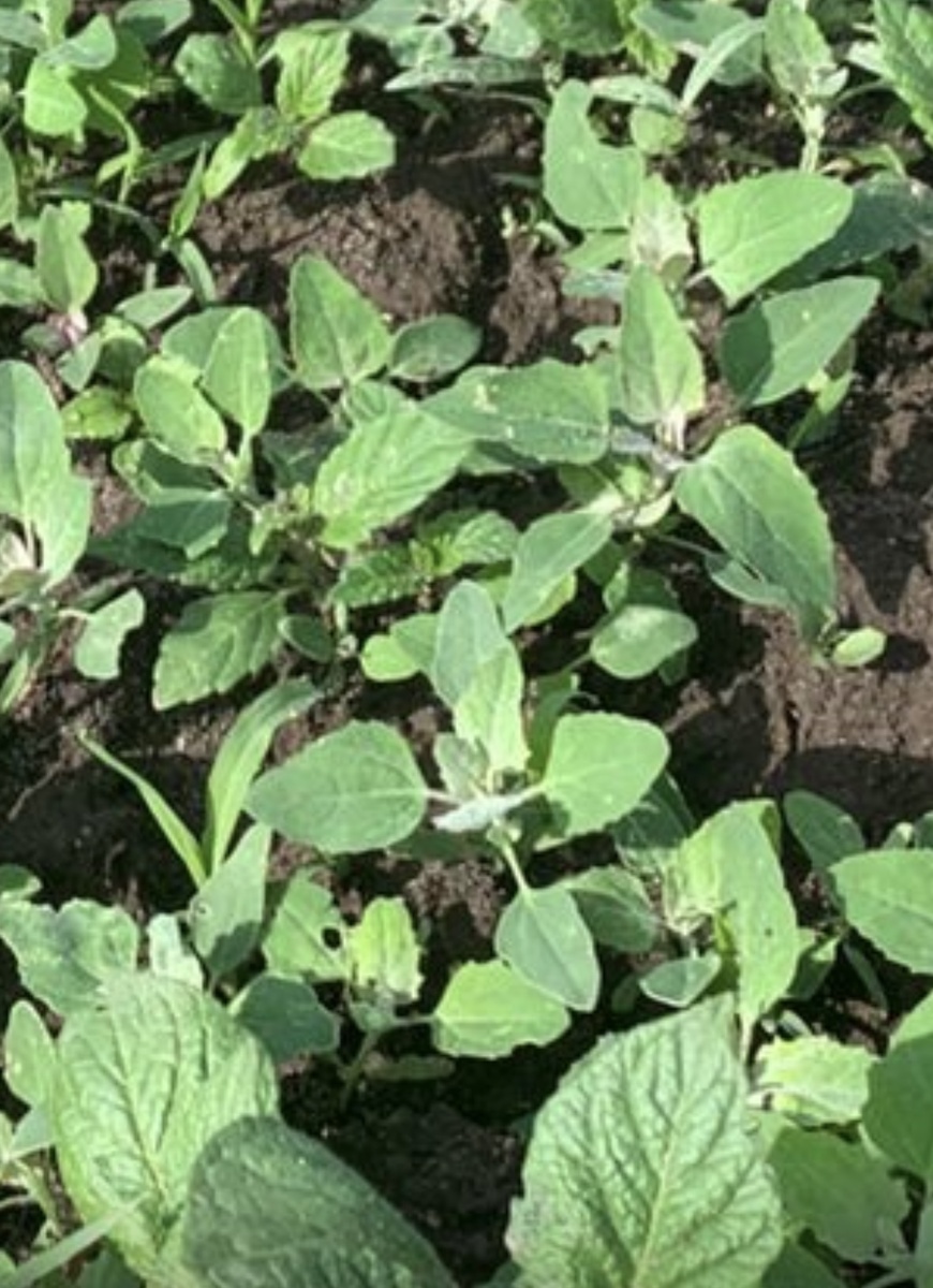 Началось.  Лебеда поползла по огороду. 