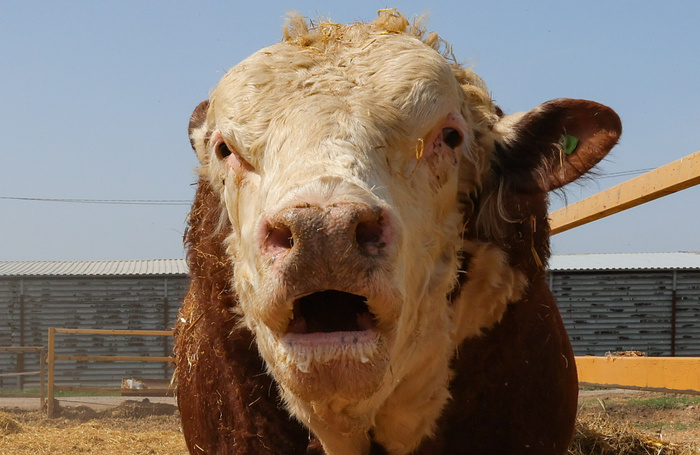     Эрик Романенко/ТАСС