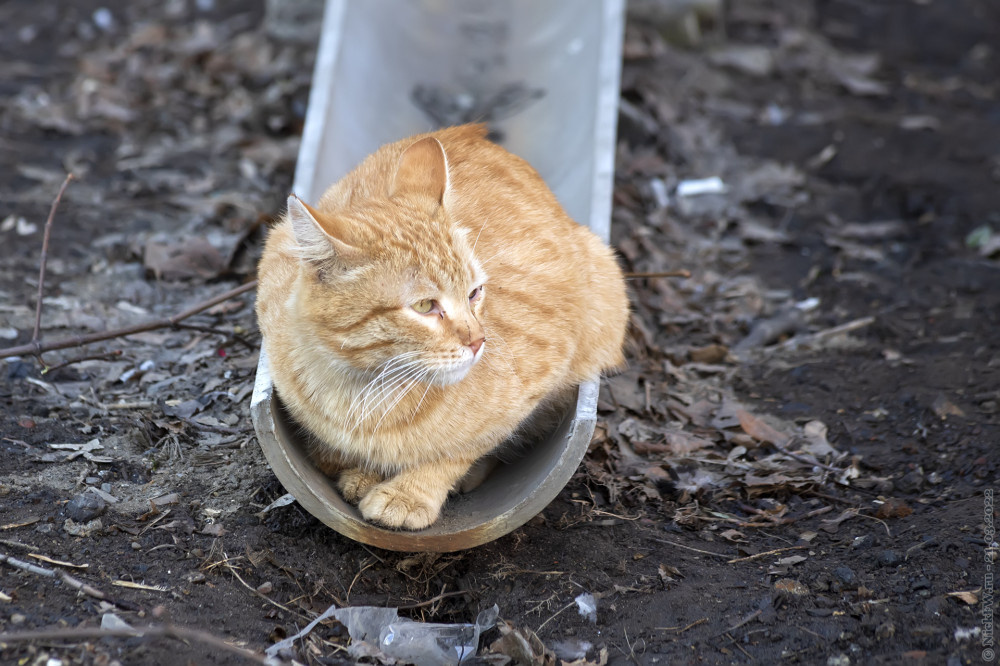 1. Уличные котики... © NickFW.ru — 21.03.2022г.