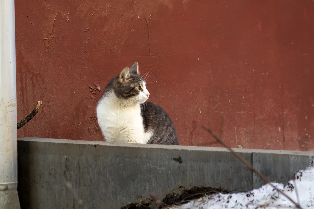 2. Уличные котики... © NickFW.ru — 21.03.2022г.