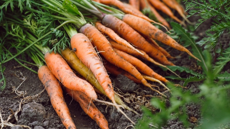 Мой урожай против магазинных цен - выгода очевидна
