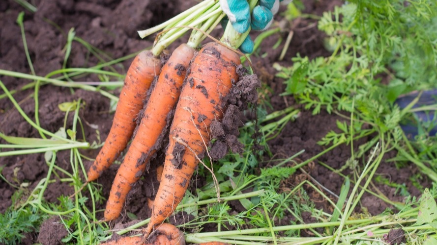 Себестоимость моей моркови составляет всего 15 рублей за килограмм против 89-120 рублей в супермаркете. 