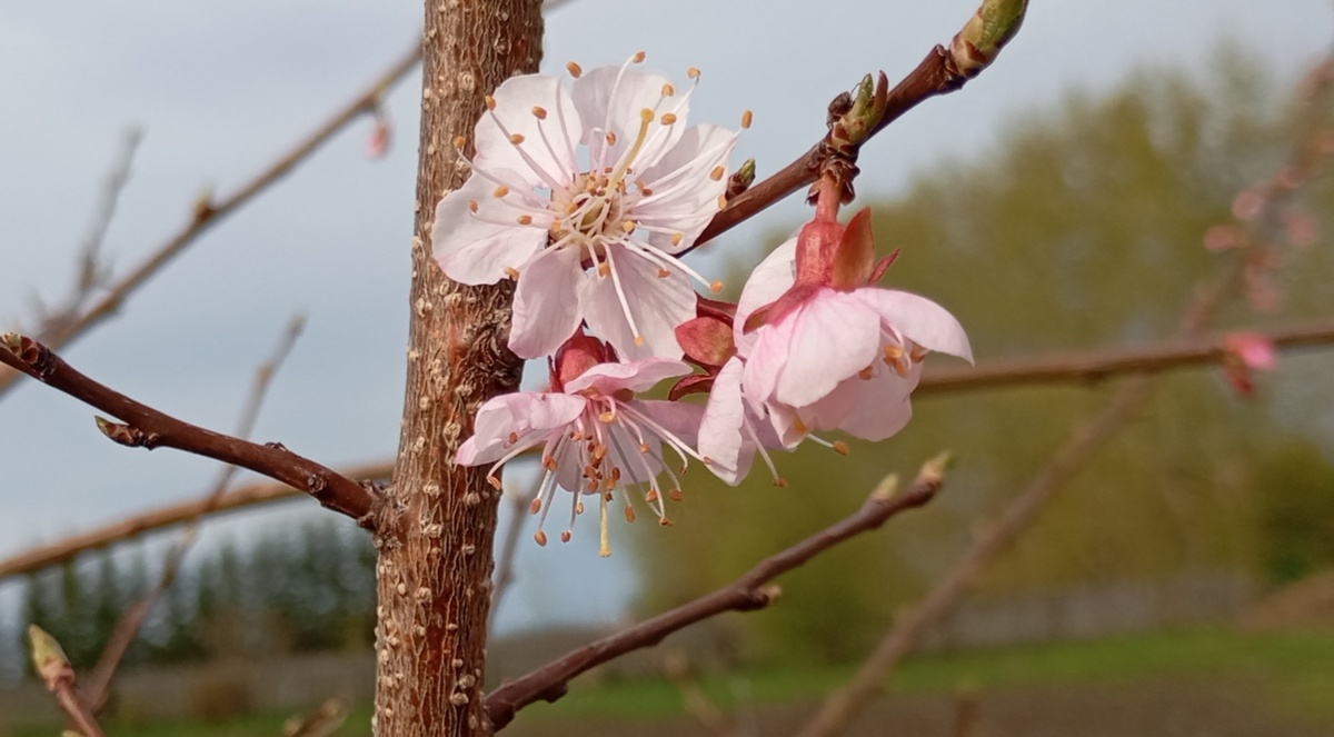 Цвет абрикоса. Фото автора.