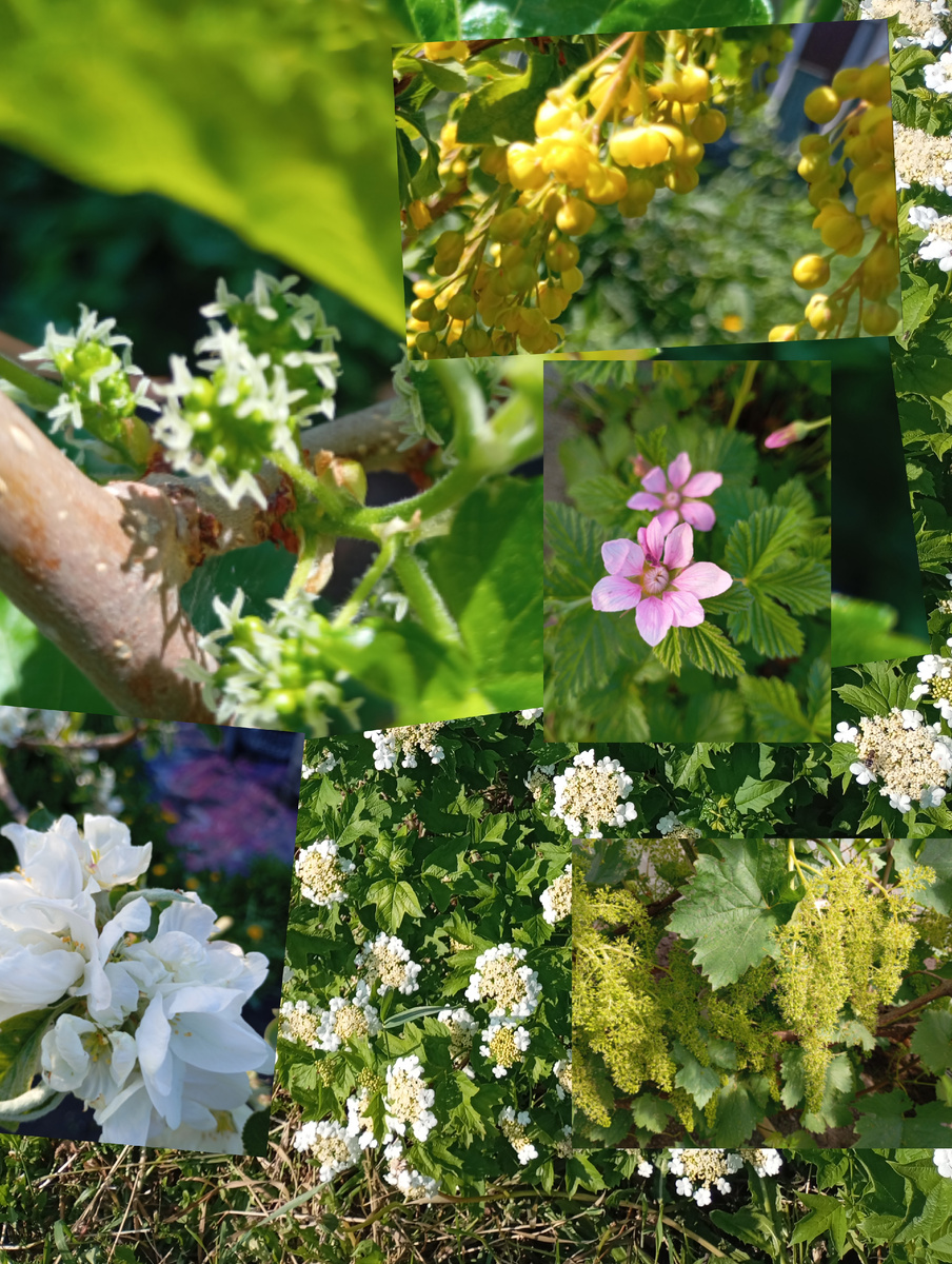 Цветы весны, фото автора.