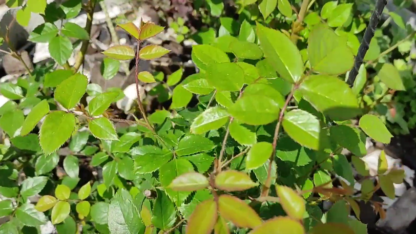 Мои розы после дорогих подкормок выглядели именно так - жалко и уныло