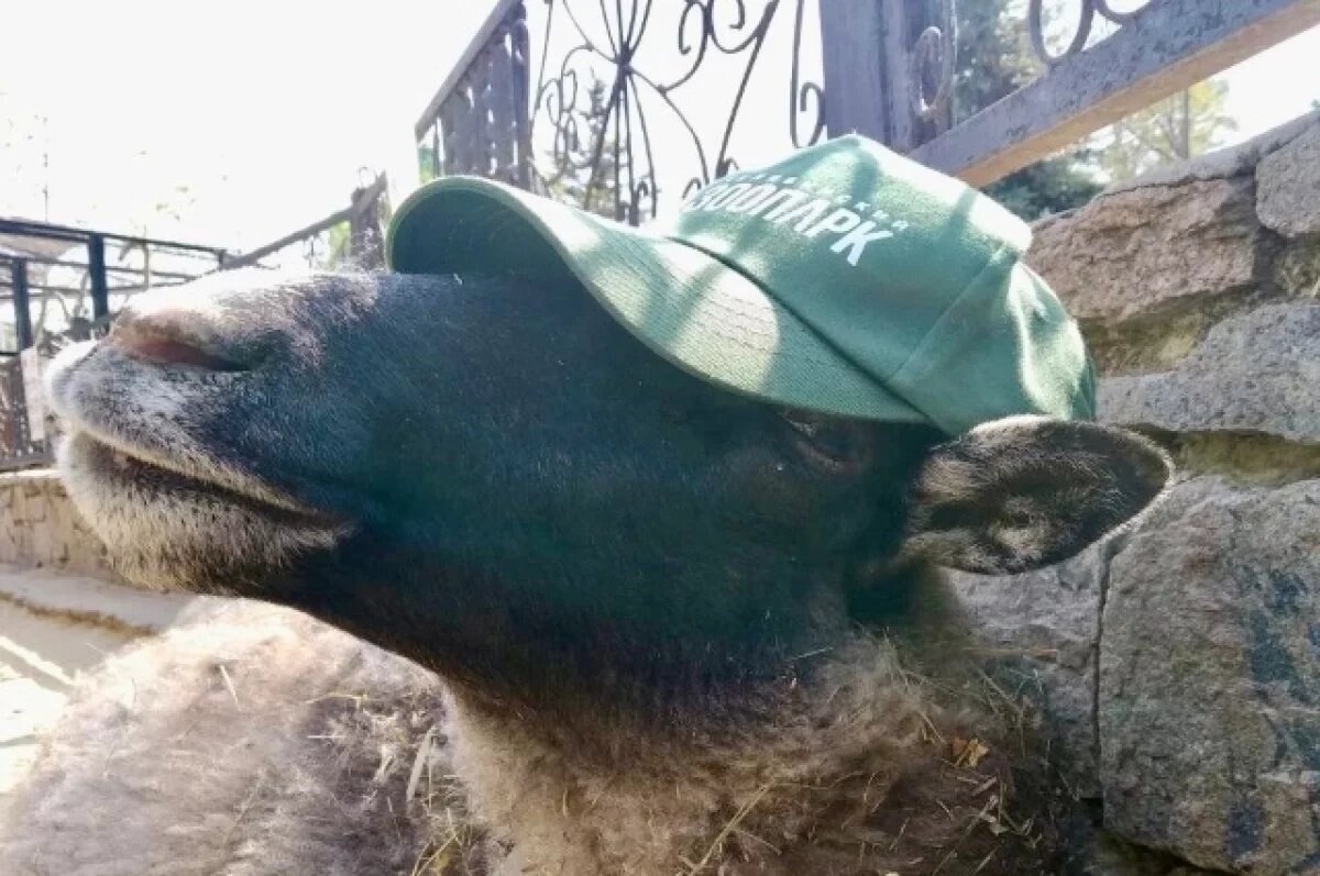    Челябинский зоопарк приглашает детей на День сюрпризов