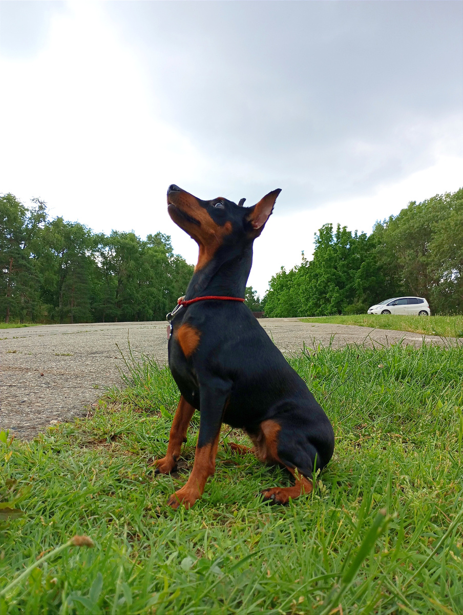 Вокруг много собак было, а Рада сидит