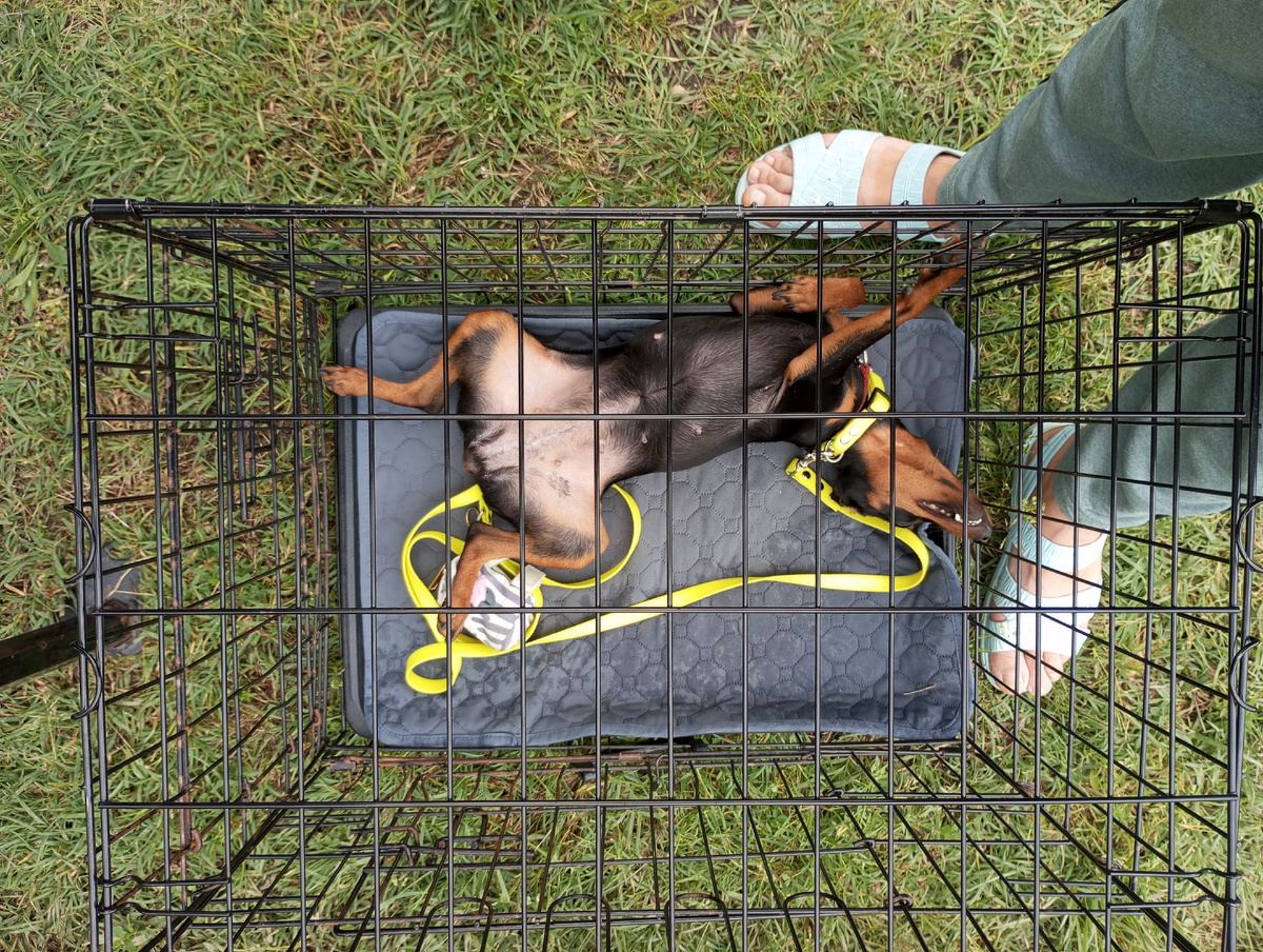 Шум, гам, тарарам, а нам пополам 