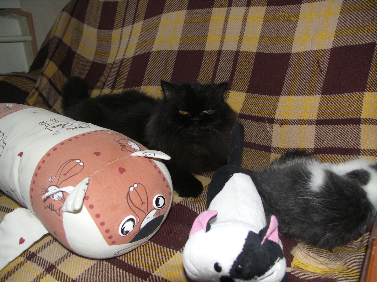 Видно же, где тут Барсик?