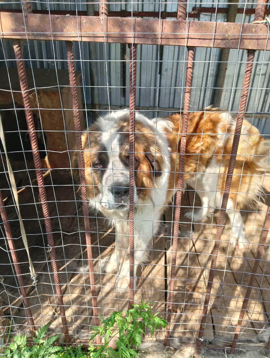 Сейчас уже смирился вроде, с тем что сидит в вольере