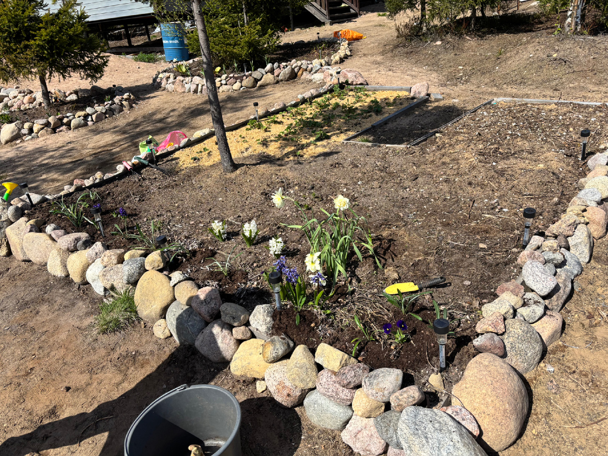 Клумба 17 мая 