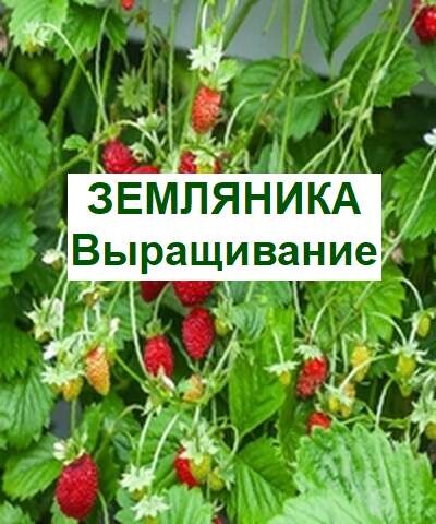 выращивание земляники