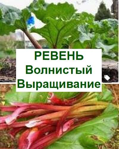ревень волнистый