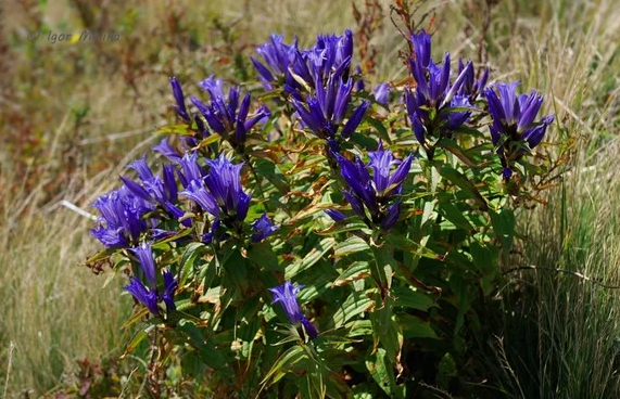 Горечавка лёгочная