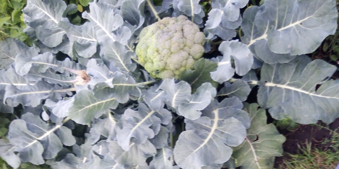 Как не допустить зацветания брокколи и получить качественные головки