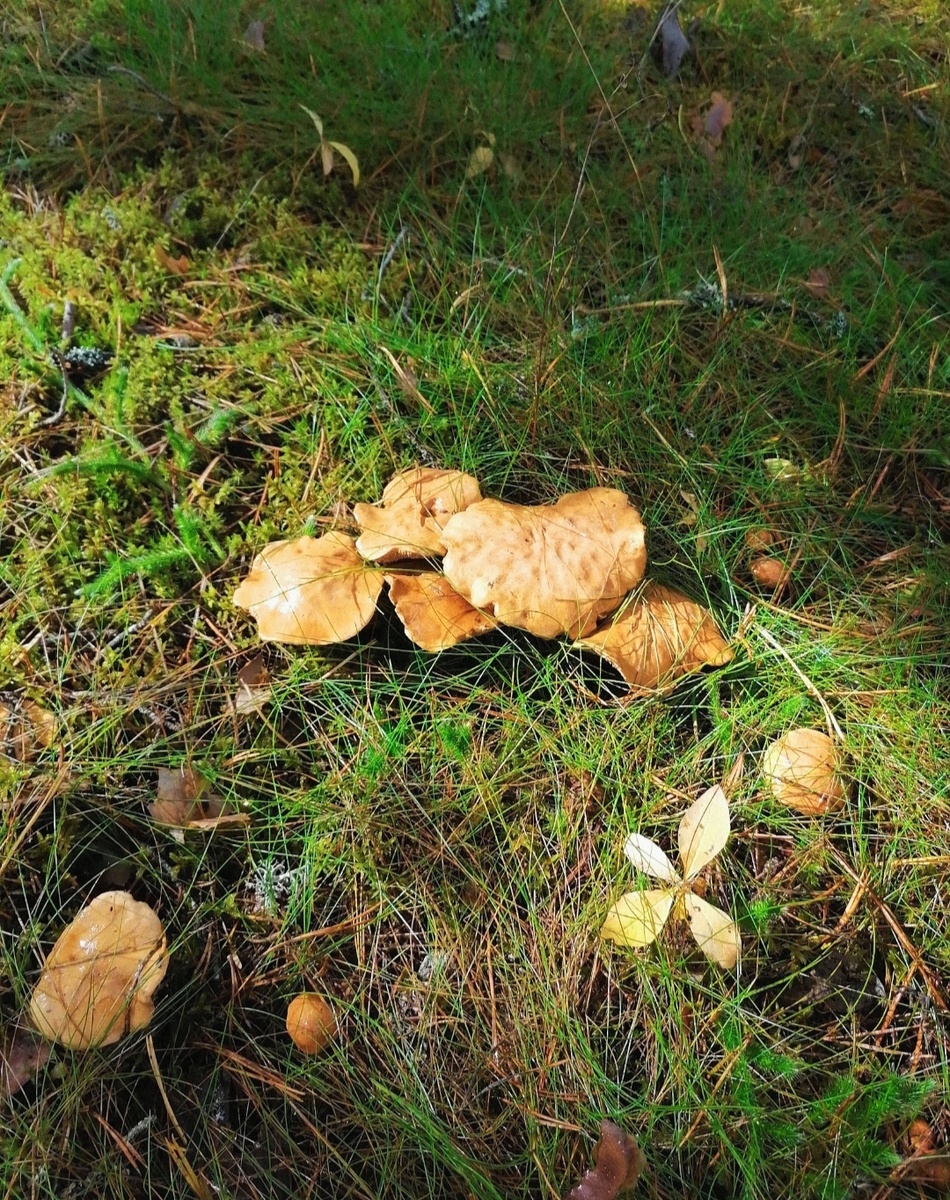 Только Зашли в лес...