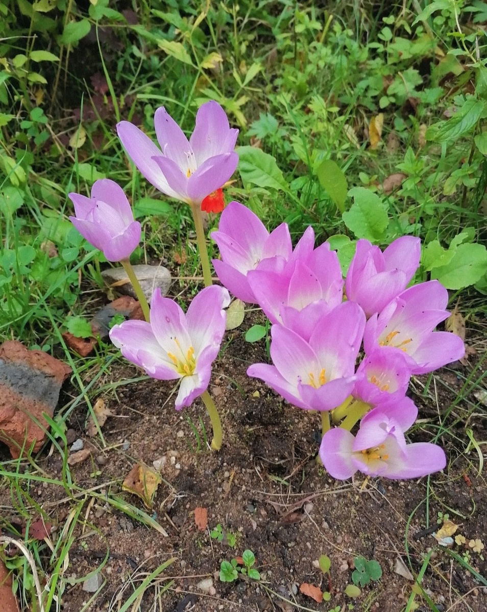  Очень красивые... 🌺🌱