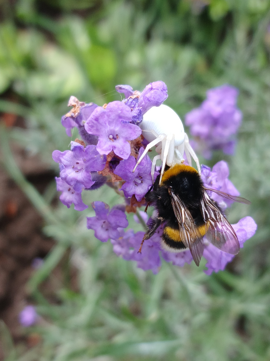 Завтрак цветочного паука