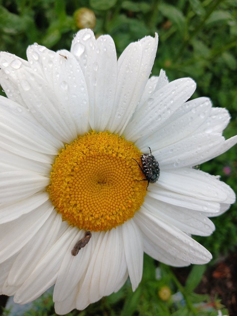 Бронзовка вонючая и ее личинка на цветке