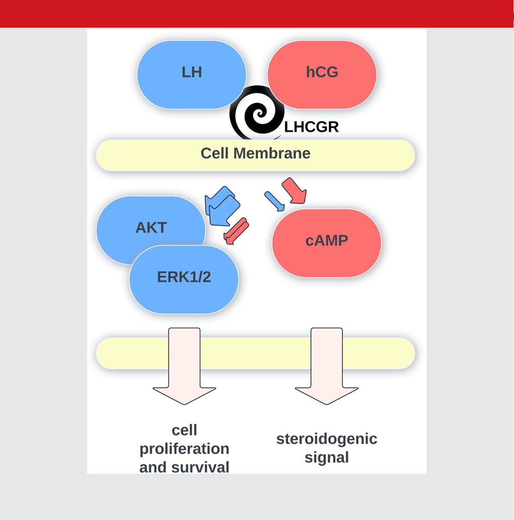 Рисунок 1. ЛГ преимущественно активирует пути ERK1/2 и AKT, способствуя пролиферации и выживанию клеток, в то время как ХГЧ более интенсивно генерирует цАМФ и поддерживает стероидогенез, в частности, выработку прогестерона (P4) во время беременности.