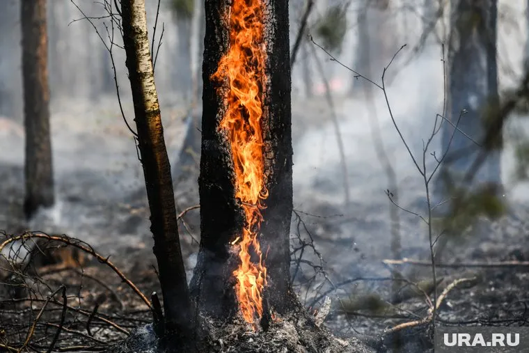 С начала сезона в Прикамье произошло пять лесных пожаров
Фото: Владимир Жабриков © URA.RU