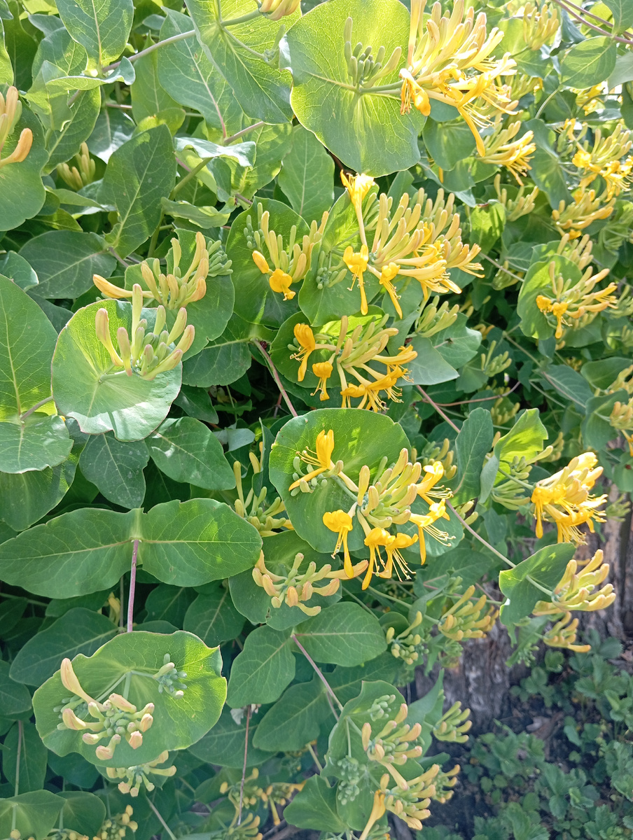 Фото автора. 