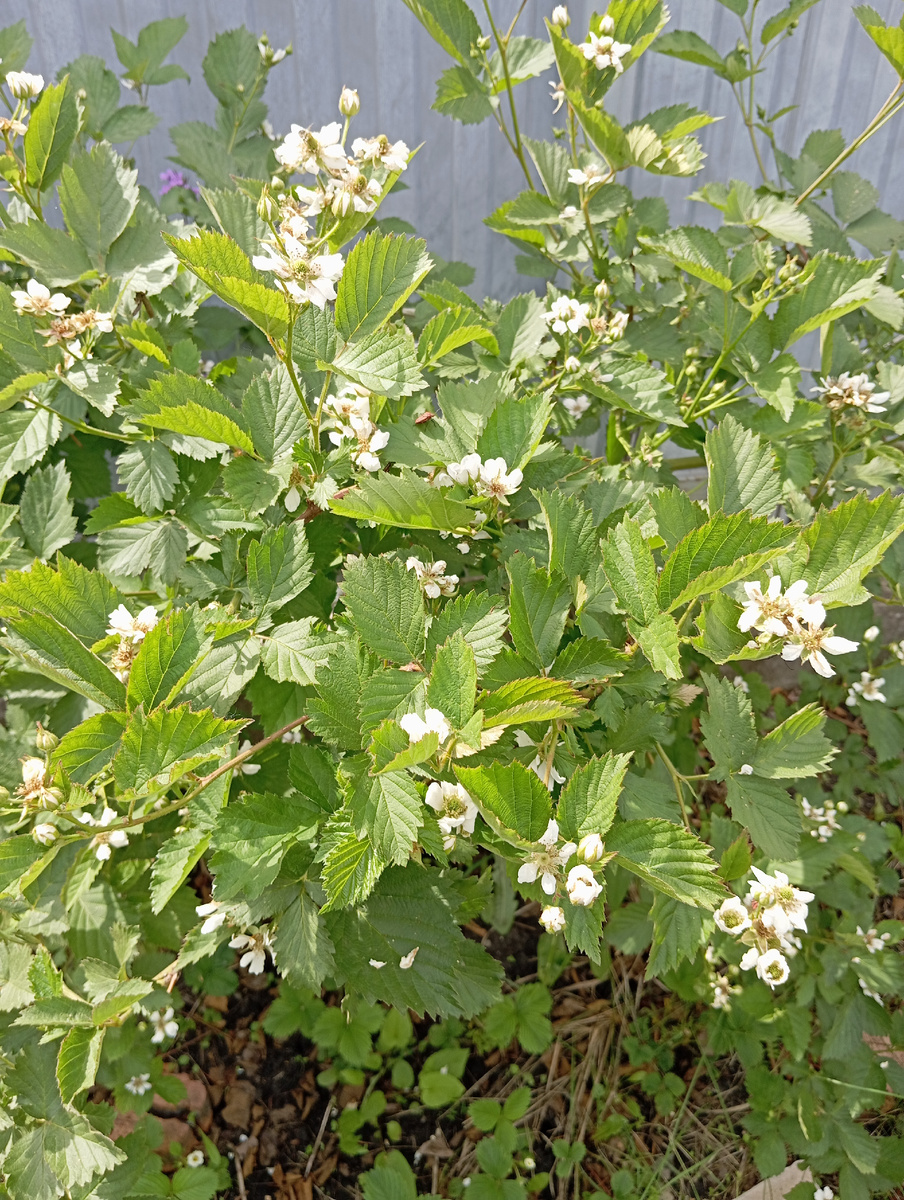 Фото автора. 