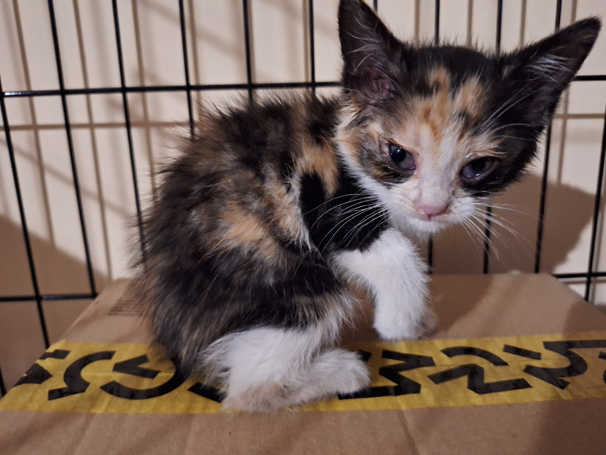 Первое фото. Но характер то виден. Да?