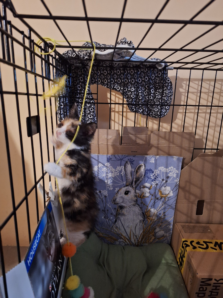 Обезьянка в клетке