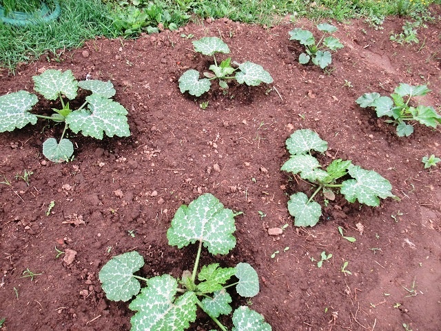 Первая подкормка кабачков и последующие также важны для активного роста как и полив