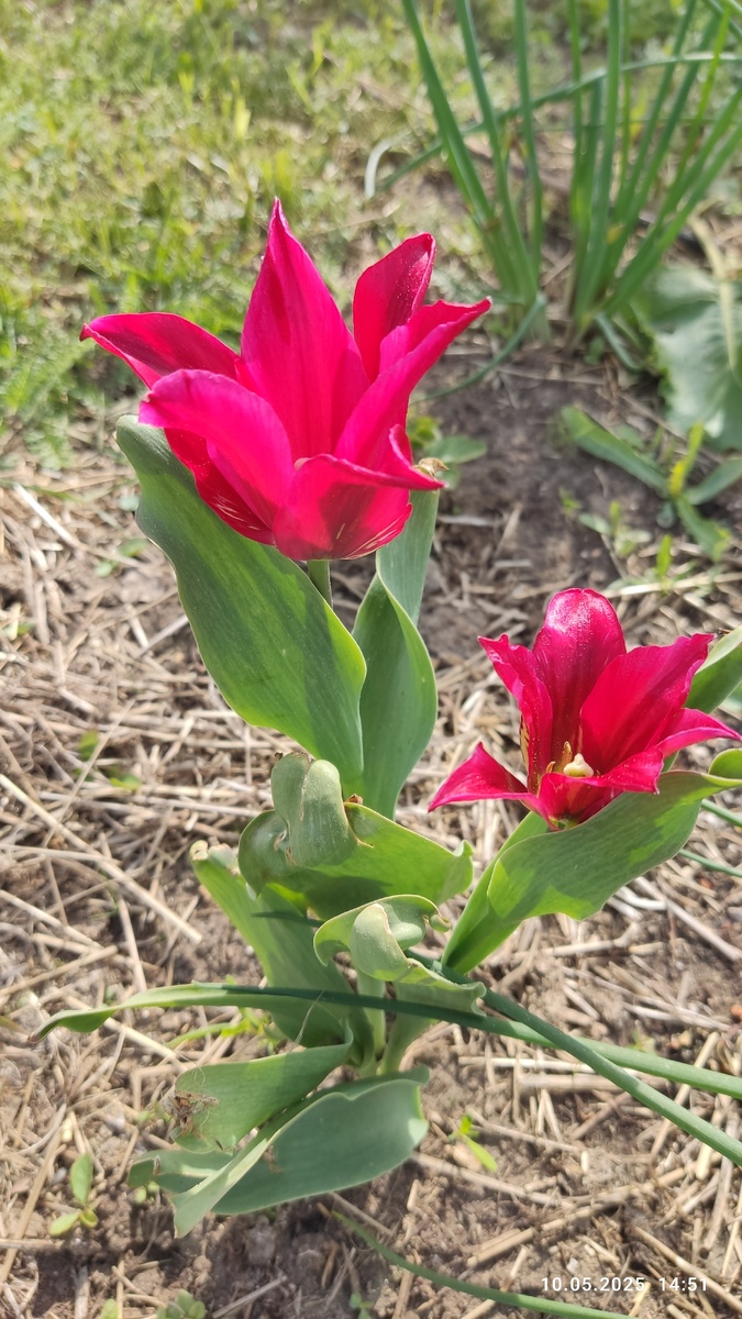 Уважаемые цветоводы, может подскажете что это за красавец?