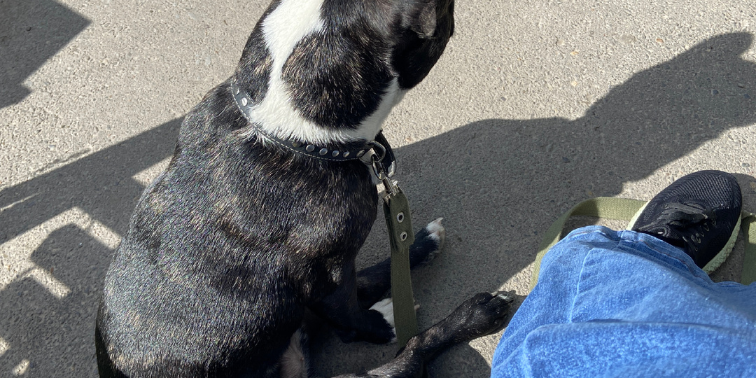 Чего боится французский бульдог?