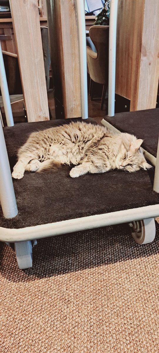 Портье  Булка ждёт гостей