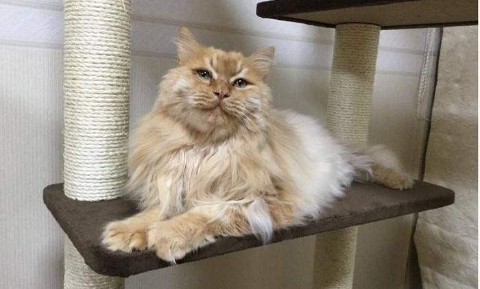 Фото: KyotoU / Maruyama lab