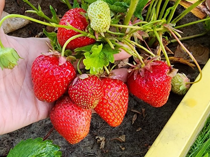 Секрет сладкой клубники: чем подкормить ягоды, чтобы они были крупными и вкусными