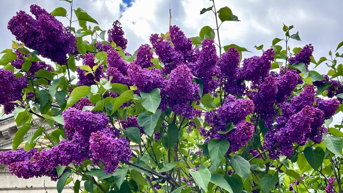 Тонкий, пьянящий аромат сирени витает в воздухе