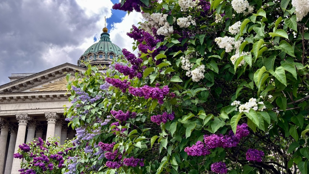 Кусты сирени высажены во многих зеленых зонах, обрамляя достопримечательности города и создавая неповторимую атмосферу. На фото Казанский собор 
