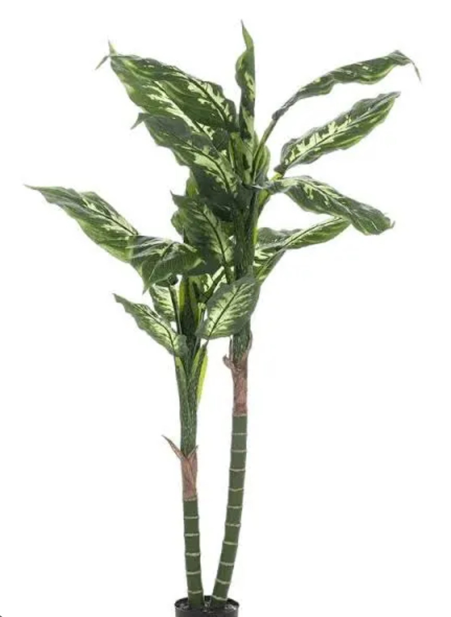 Диффенбахия
Отёк горла, ожоги, может вызвать удушье. 
