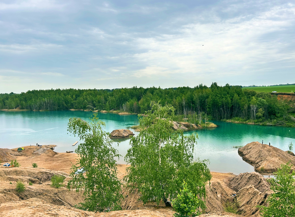 Березы. Они здесь повсюду.
