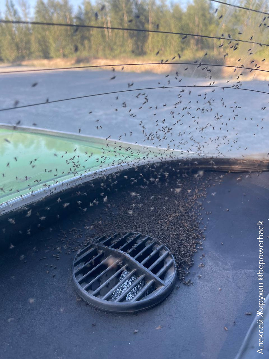 Когда открыл дверь на 15 секунд: салон автомобиля после атаки гнуса