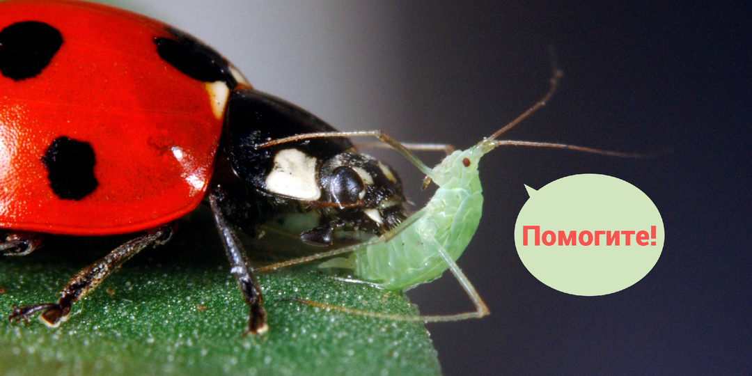 Божья коровка: Кровавый путь любимого жука. Они ведут себя как маньяки из фильмов!