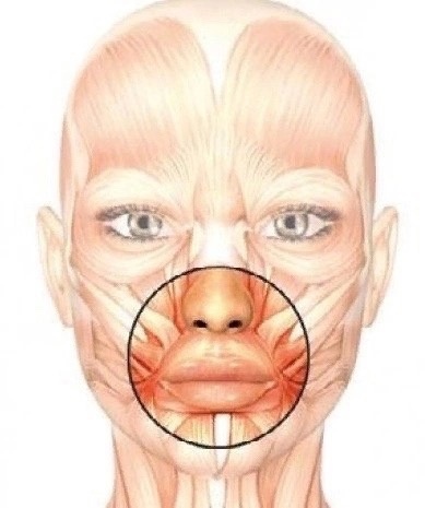 схема мышц лица вокруг глаз и губ