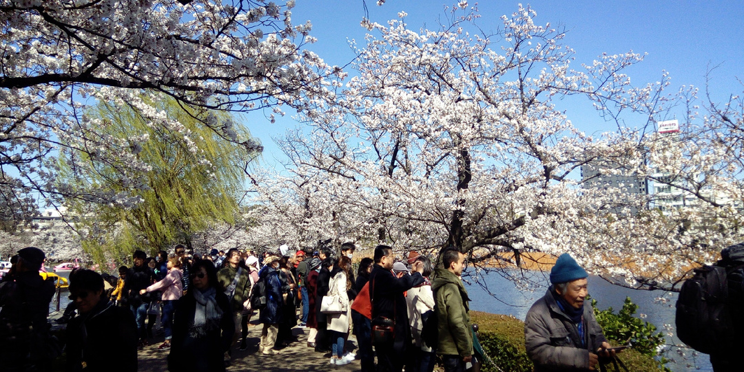 Японские традиционные праздники. Весенний сезон